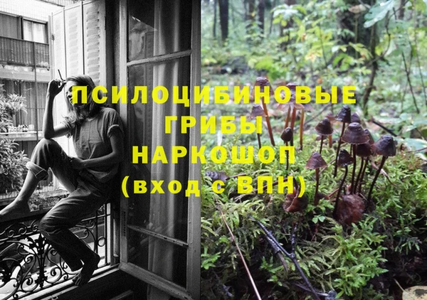 стаф Новозыбков